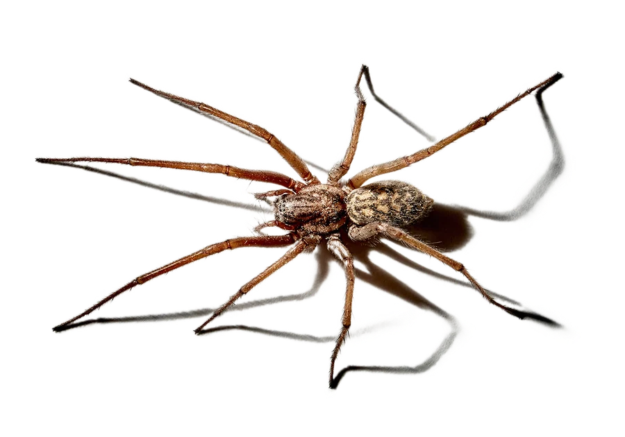 Close-up of a house spider